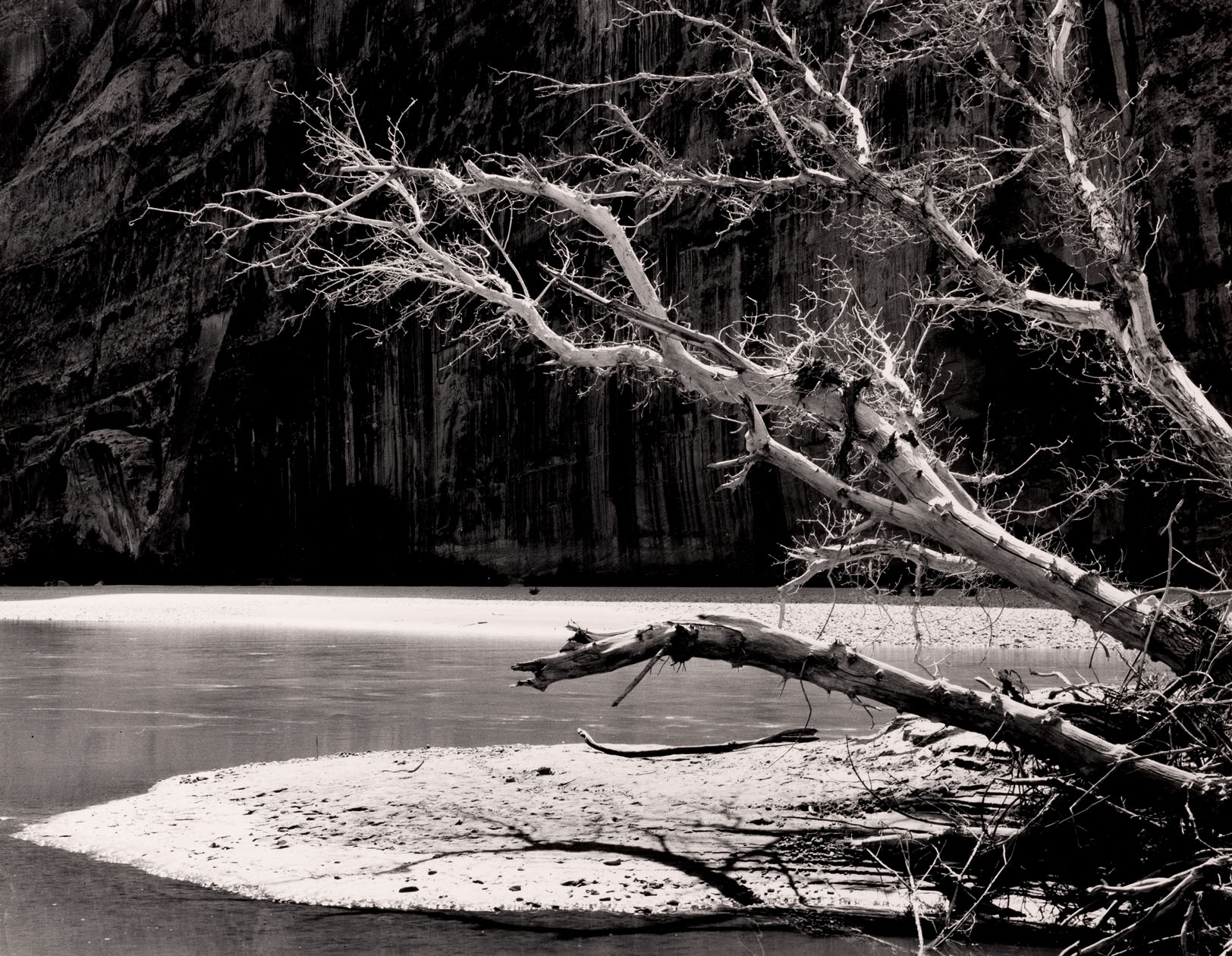 Tree branches on a sandy embankment next to a body of water